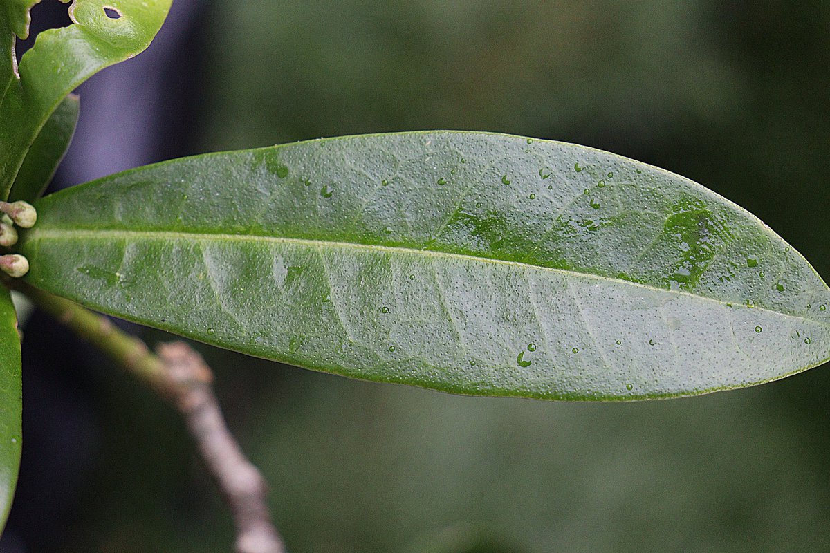 JefKPhotography's tweet photo. Plant leaf.
#leaf #leafs #leaves #plant #plants #plantleaf #plantleafs #plantleaves #greenleaf #greenleafs #greenleaves #photography #photograph #photographs #photo #photos #picture #pictures https://t.co/XO9uMqqKDM