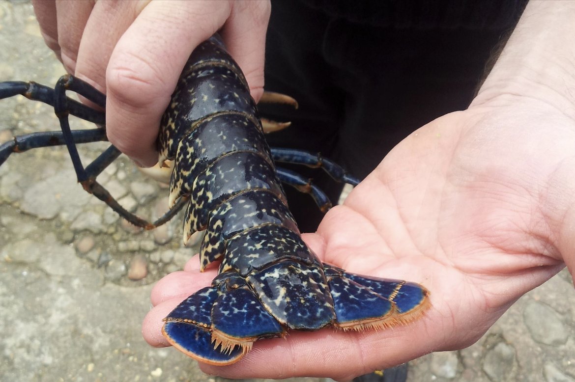 I took this pic 12 years ago today, before the lobster was popped back in an aquarium. Just look at the sheer beauty and colouring of this marvellous creature. So different to the red (cooked) look of lobsters in cartoons and as cuddlies! Brought to you by Mother Nature.