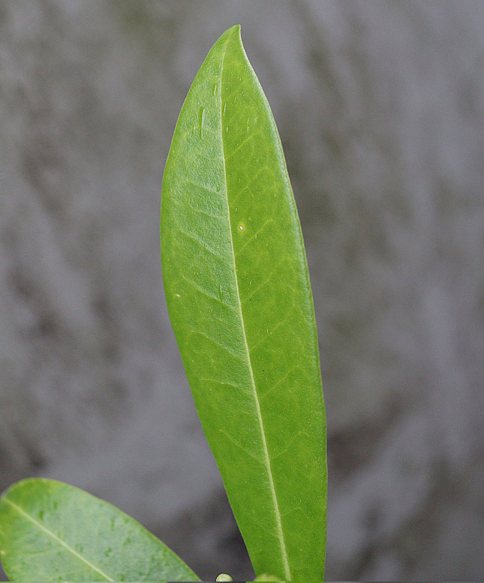 JefKPhotography's tweet photo. A plant leaf.
#leaf #leafs #leaves #plant #plants #plantleaf #plantleafs #plantleaves #greenleaf #greenleafs #greenleaves #photography #photograph #photographs #photo #photos #picture #pictures https://t.co/Y4R3FXHOLH