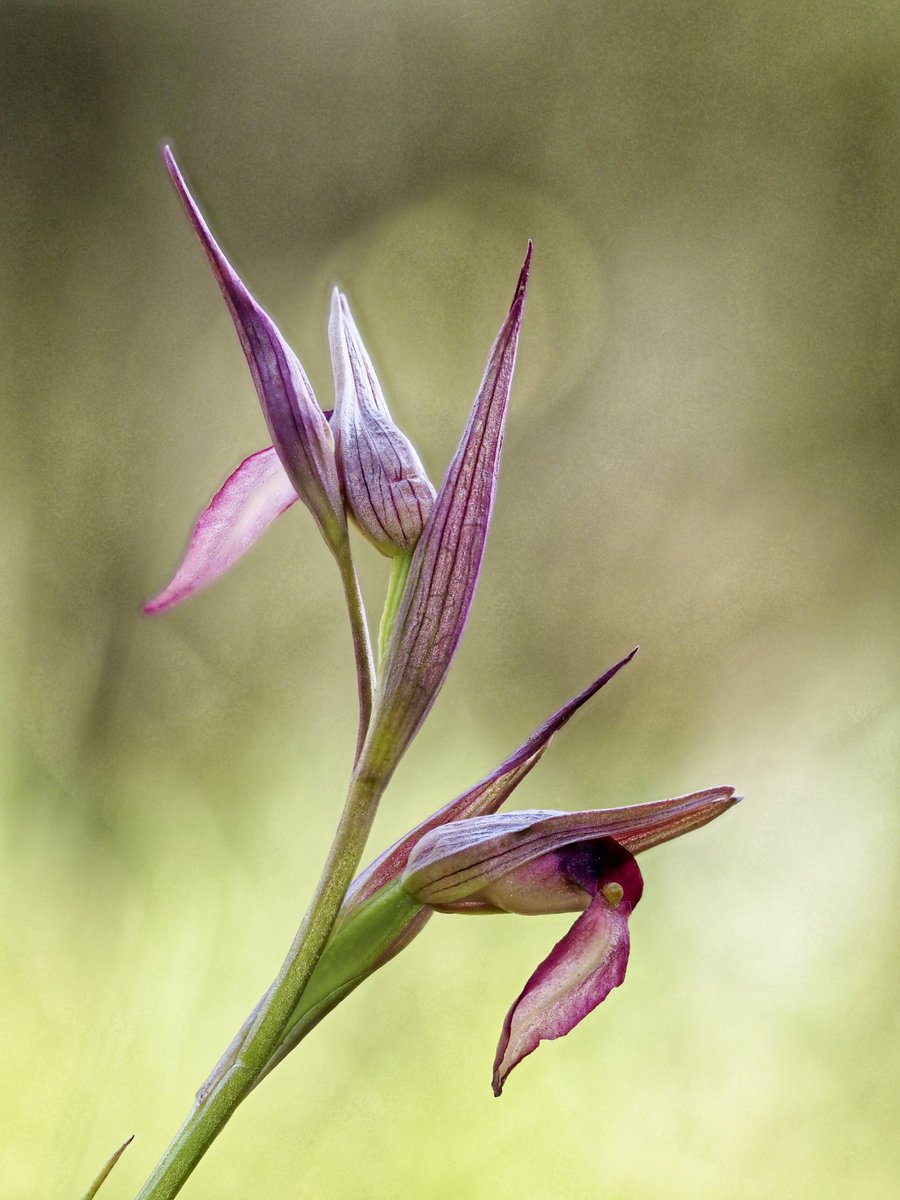 Serapias strictiflora Welw. ex Veiga. 
15.04.2024 #orquídies #orquideas #orchids #Menorca #BalearsNatura #MenorcaBiosfera #biodiversity #biodiversitat