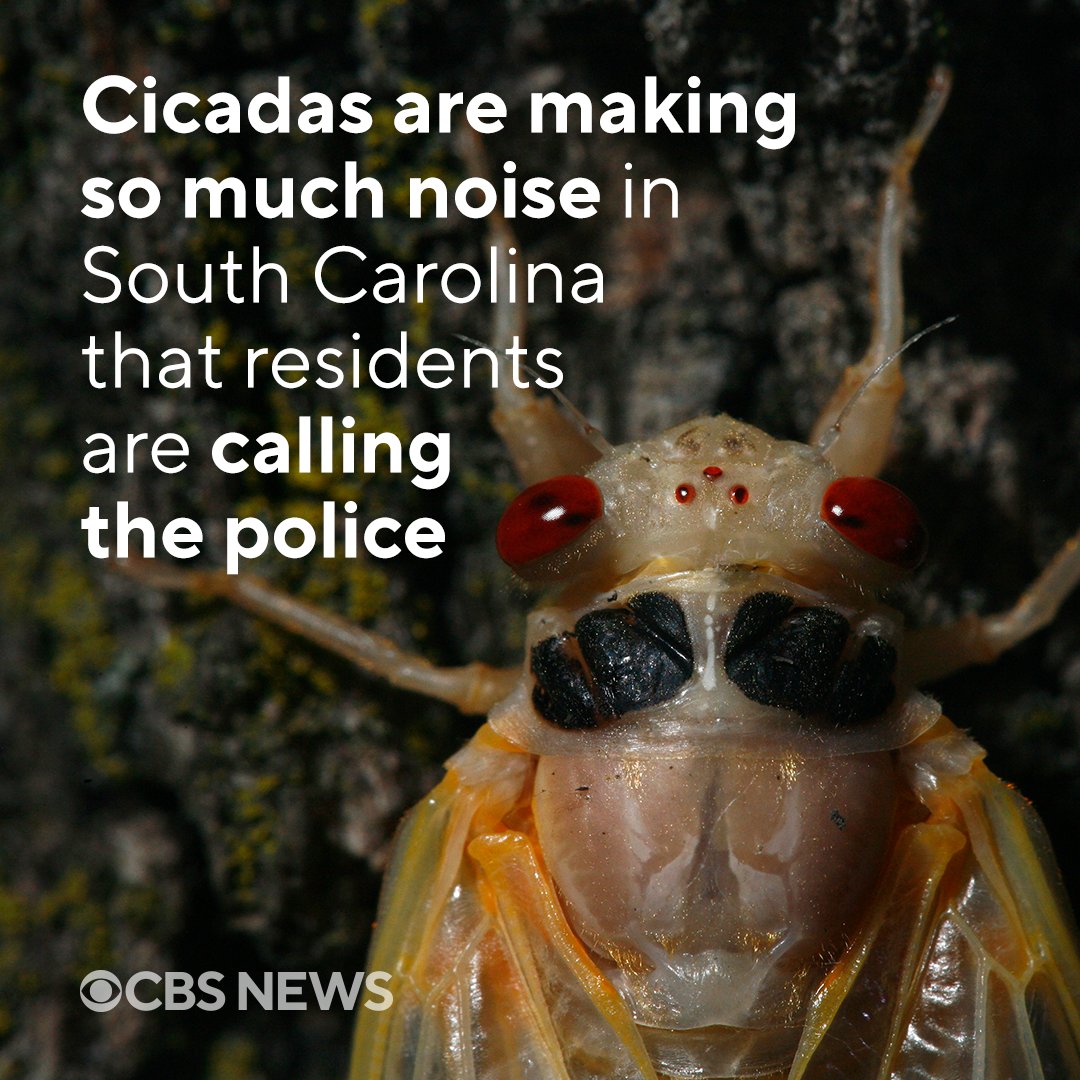 It’s not a siren or a roar – it’s just a cicada mating call. That’s what the sheriff of one South Carolina county had to tell residents after the office received numerous calls asking why there were strange sounds in the air. cbsn.ws/3xJw44I