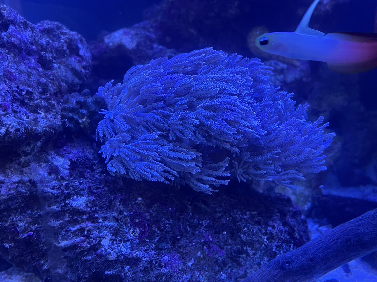 observer_nt's tweet photo. シロスジウミアザミ
きれぇ～( ᐙ )
#アクアリウム
#マリンアクアリウム
#熱帯魚
#海水魚
#サンゴ
#自然
#採集
#釣り
#飼育
#写真
#高校生
#Aquarium
#marineaquarium
#tropicalfish
#Saltwaterfish
#coral
#Nature
#Gathering
#fishing
#breeding
#photograph
#highschoolstudent https://t.co/wI3ytMswv2