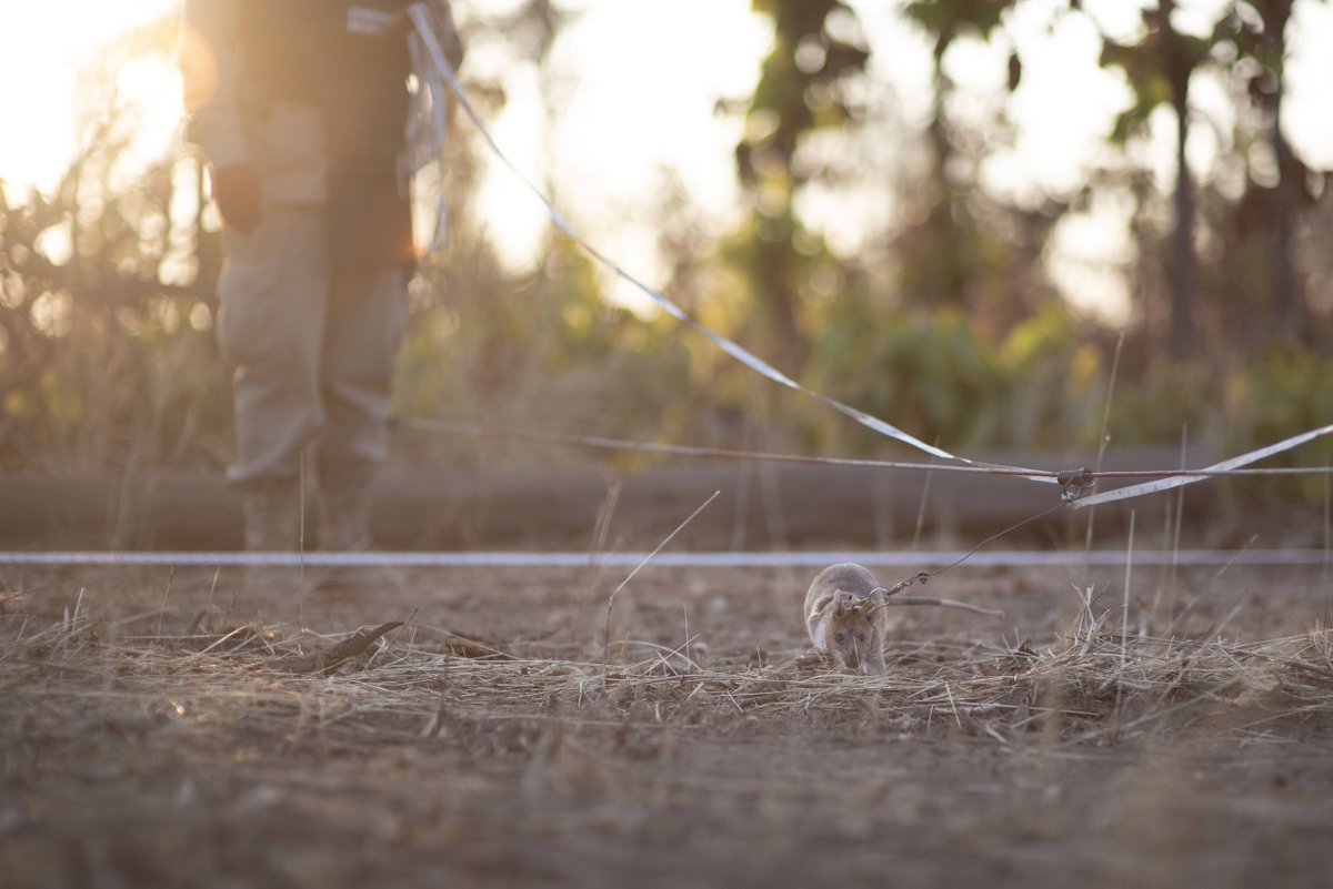 herorats tweet picture