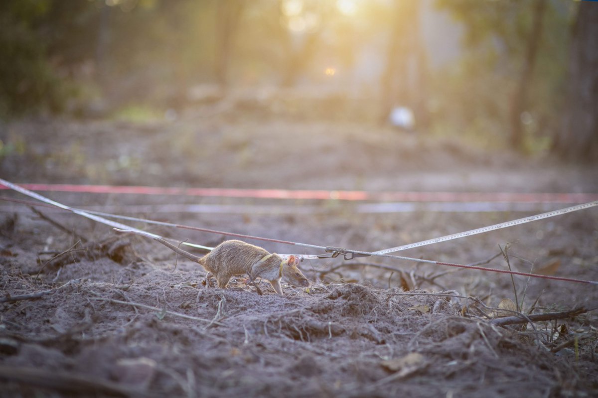 herorats tweet picture