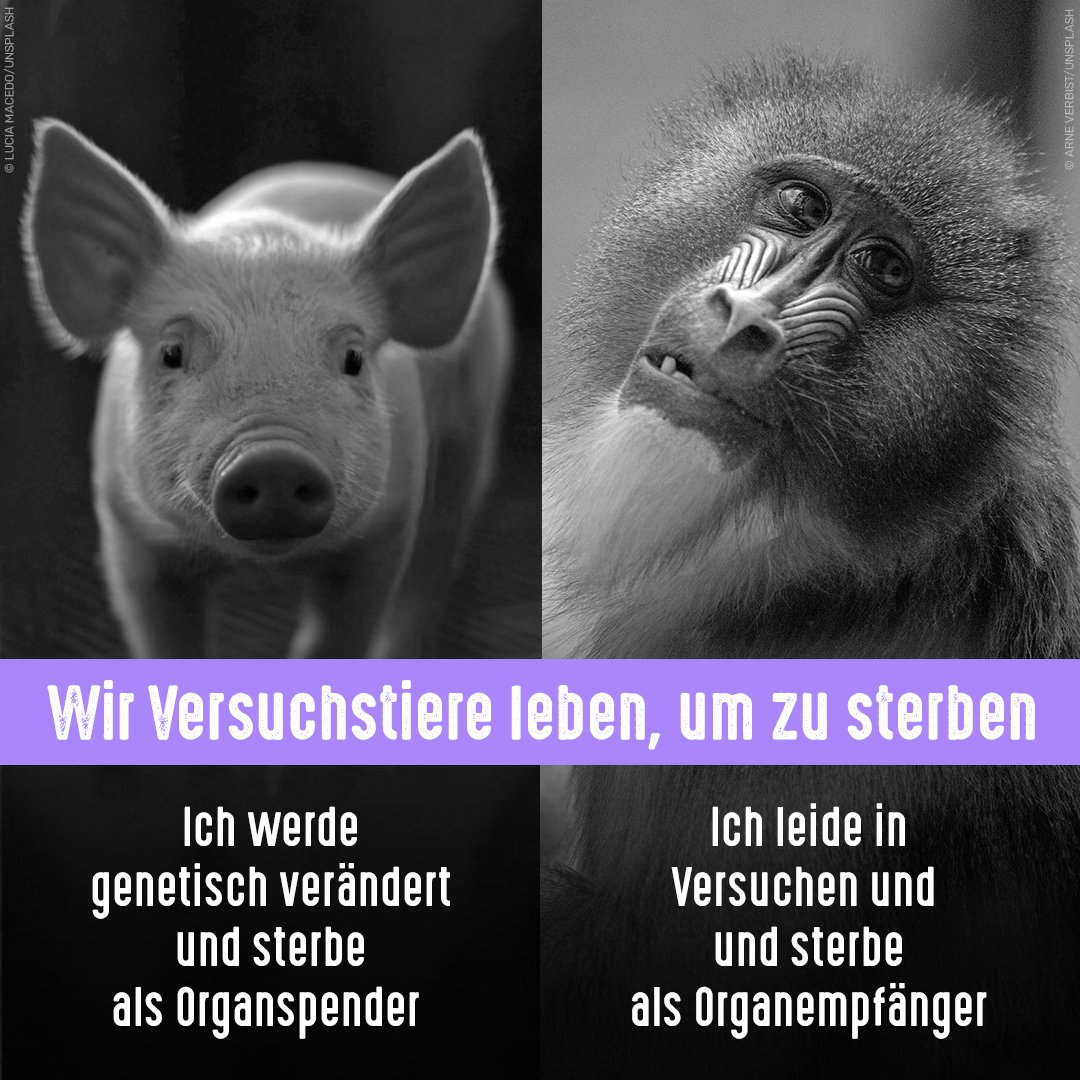 Für die potenzielle Organspende werden Mini-Schweine gezüchtet und ihr Erbgut verändert, um Abstoßungsreaktionen beim Empfänger zu verringern. Die Organe werden in Affen verpflanzt, um die Überlebensdauer zu messen. Tiere sterben für die Entnahme o. an Folgen der Transplantation.