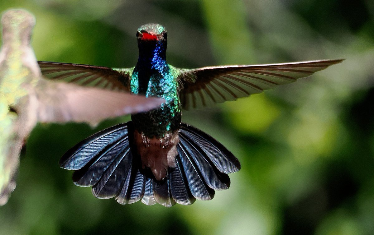 Dazzling! A Broad-billed hummingbird strutting its stuff! Spotted at Tucson Audubon's Paton Center for Hummingbirds, about 15 miles from the Mexico border. ❤️🌵❤️#hummingbird #Arizona #birding