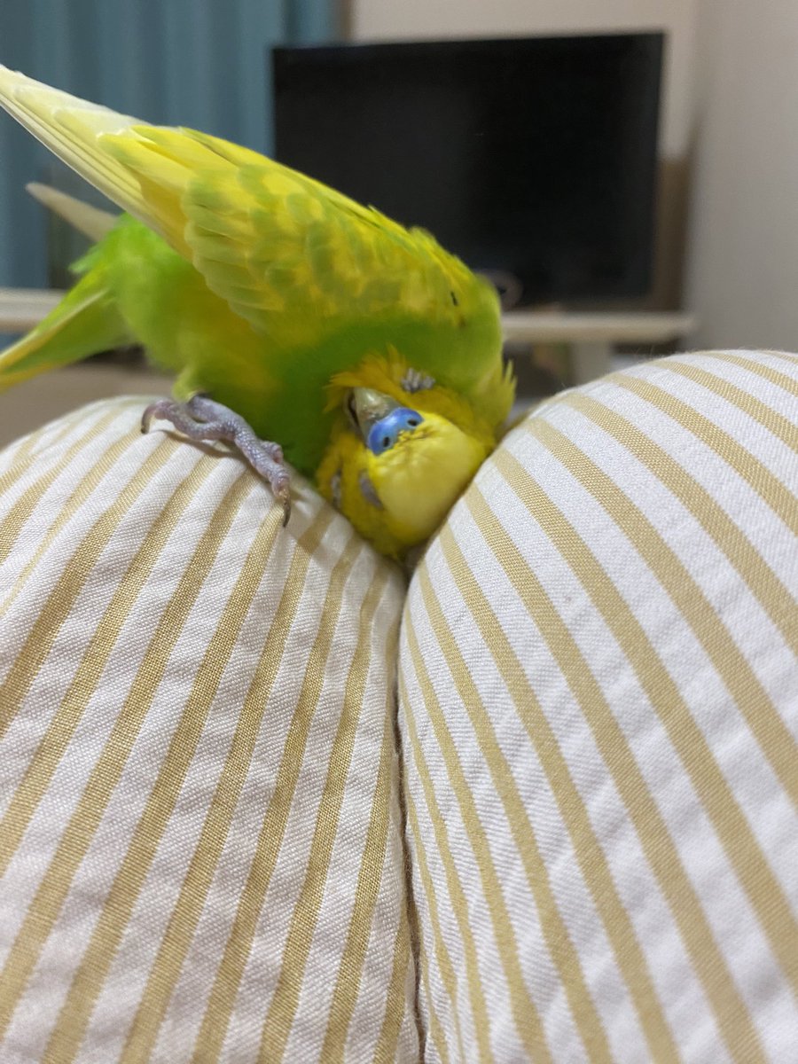 pMOz7FP5FptONJe's tweet photo. 飼っているインコを逃してしまいました。4年間可愛がっていた大事な家族です。毎日放鳥していたけど外に飛んでいくような子ではありませんでした。それに油断してた私のせいです。家族中号泣です。見かけた方ご連絡ください。お願いします。♯長崎市♯インコ♯迷い鳥 https://t.co/NRNur7VlLi