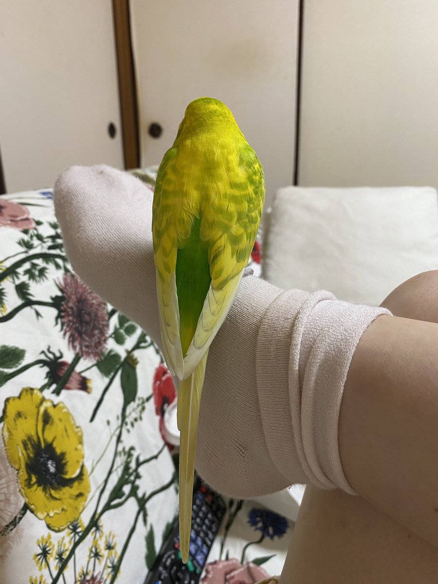 pMOz7FP5FptONJe's tweet photo. 飼っているインコを逃してしまいました。4年間可愛がっていた大事な家族です。毎日放鳥していたけど外に飛んでいくような子ではありませんでした。それに油断してた私のせいです。家族中号泣です。見かけた方ご連絡ください。お願いします。♯長崎市♯インコ♯迷い鳥 https://t.co/NRNur7VlLi