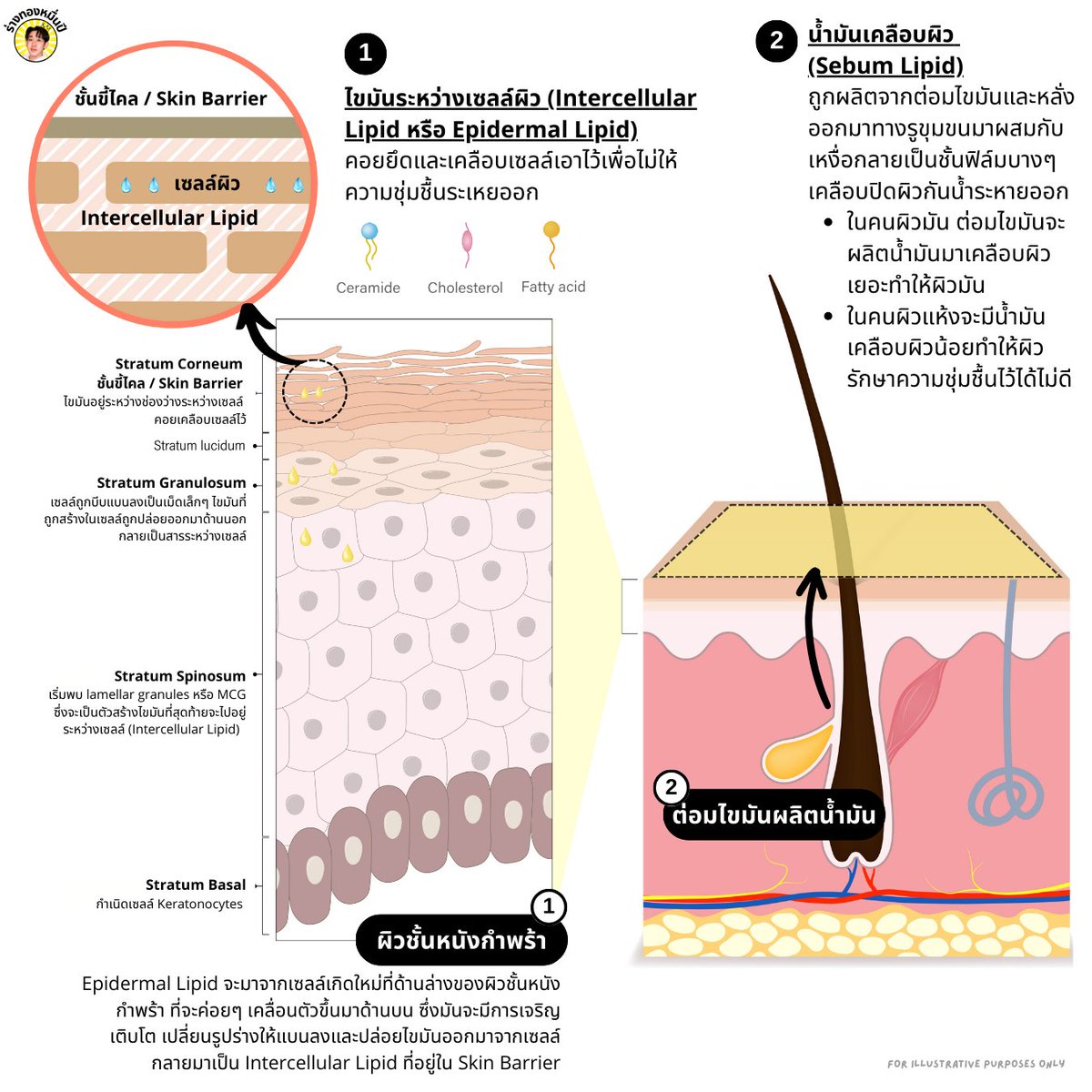 [1️⃣  กลไกการรักษาน้ำ-ความชุ่มชื่นของผิว]

สำหรับน้ำมันที่คอยช่วยรักษาความชุ่มขื้นไว้ในผิวจะแบ่งออกเป็น 2 ประเภทหลัก
- Epidermal lipid หรือ Intercellular Lipid
- Sebum lipid

Epidermal lipid ก็คือไขมันในผิวชั้นหนังกำพร้า (Epidermis)