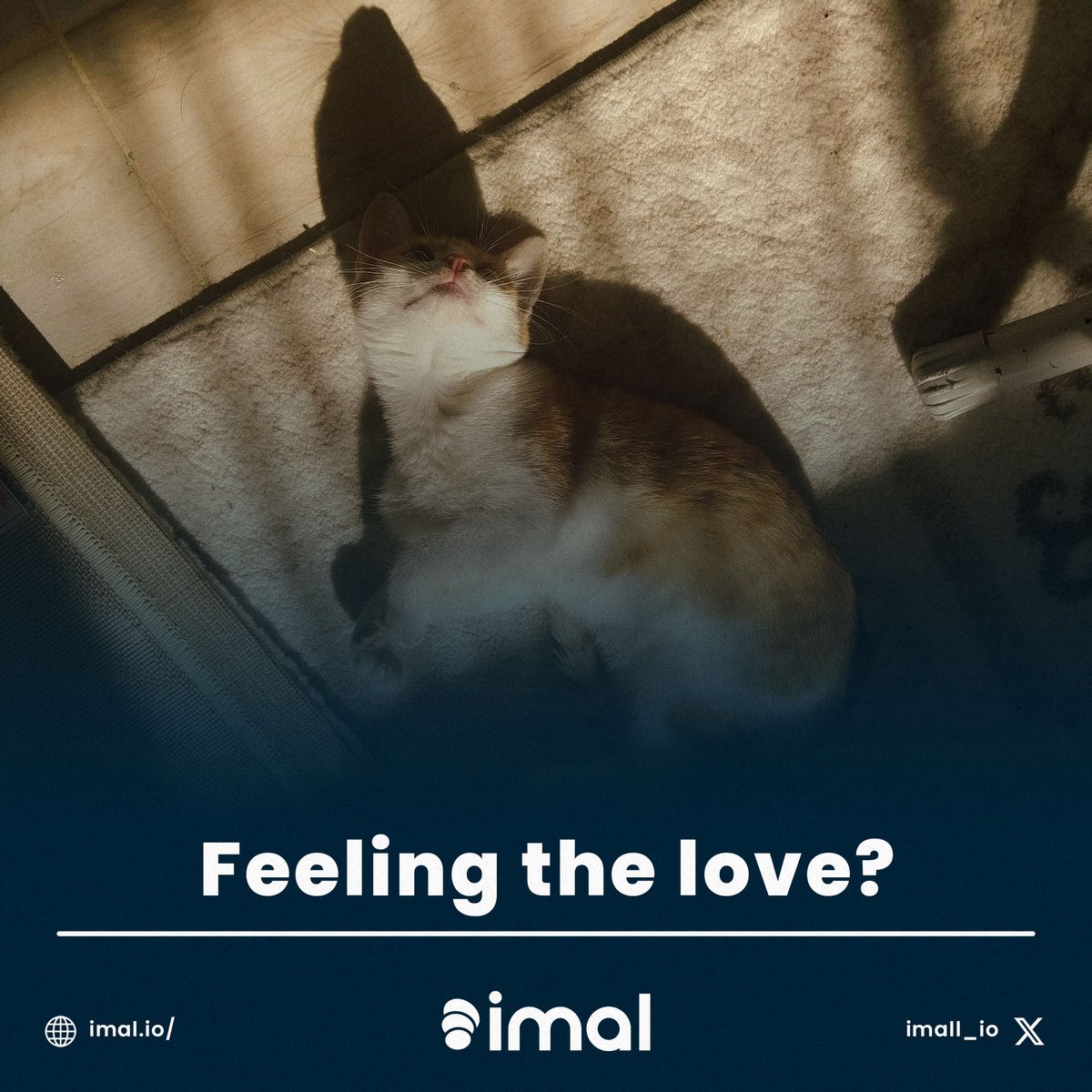 Sunshine, soft carpet naps, and maybe a little love? Make a difference with IMAL