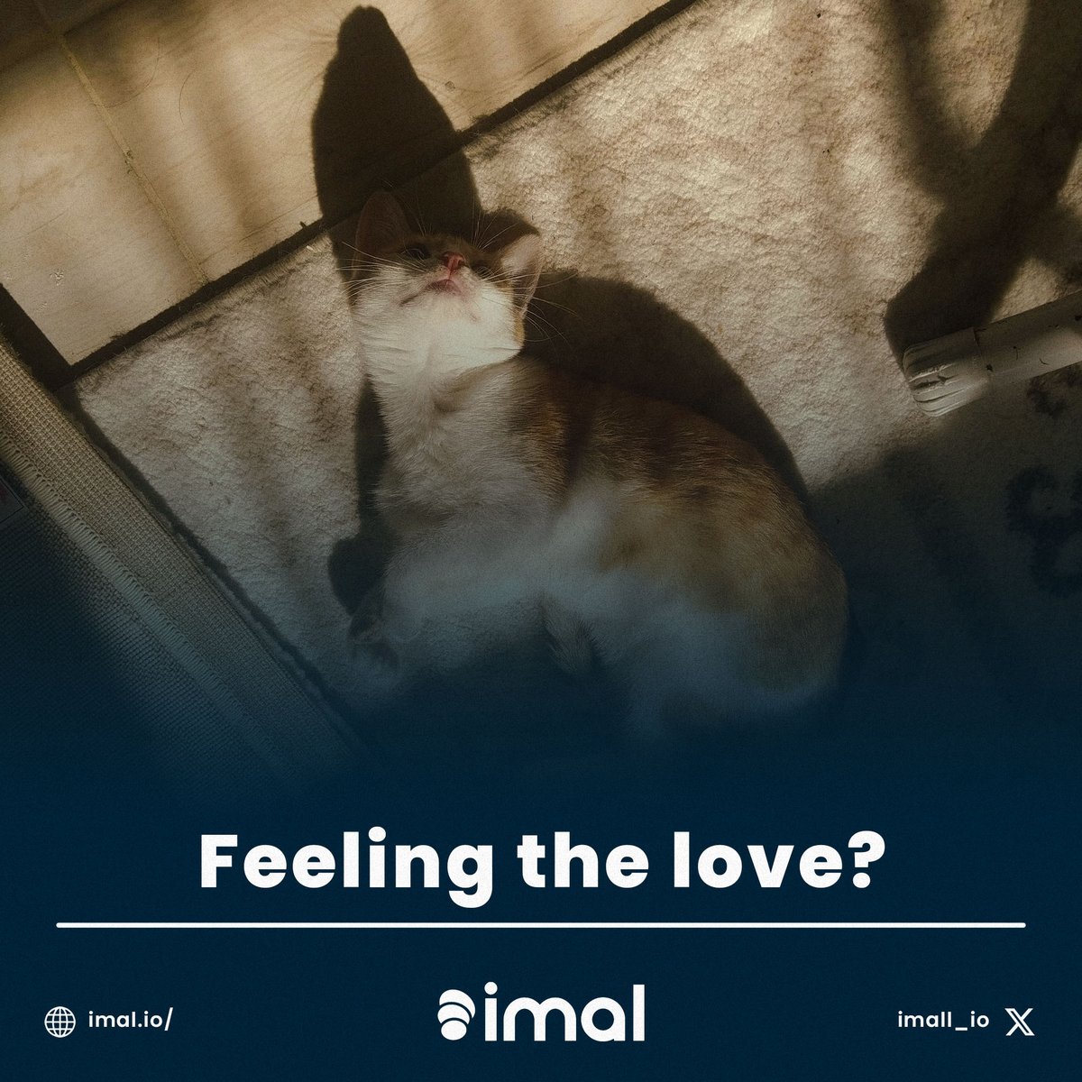 imal_io's tweet photo. Sunshine, soft carpet naps, and maybe a little love? Make a difference with IMAL https://t.co/cLYihHHUQB