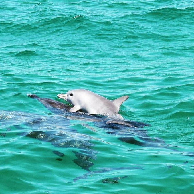 Photographer Mandy Wilson has captured an extraordinary image showing a newborn dolphin riding on mom’s back around Penguin Island, near Perth, off Western Australia's coast – and seemingly smiling in delight