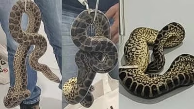 Flyer Tries To Smuggle 10 Yellow Anacondas At Bengaluru Airport, Held The officials discovered 10 yellow anacondas concealed in the passenger's check-in bag upon his arrival from Bangkok.