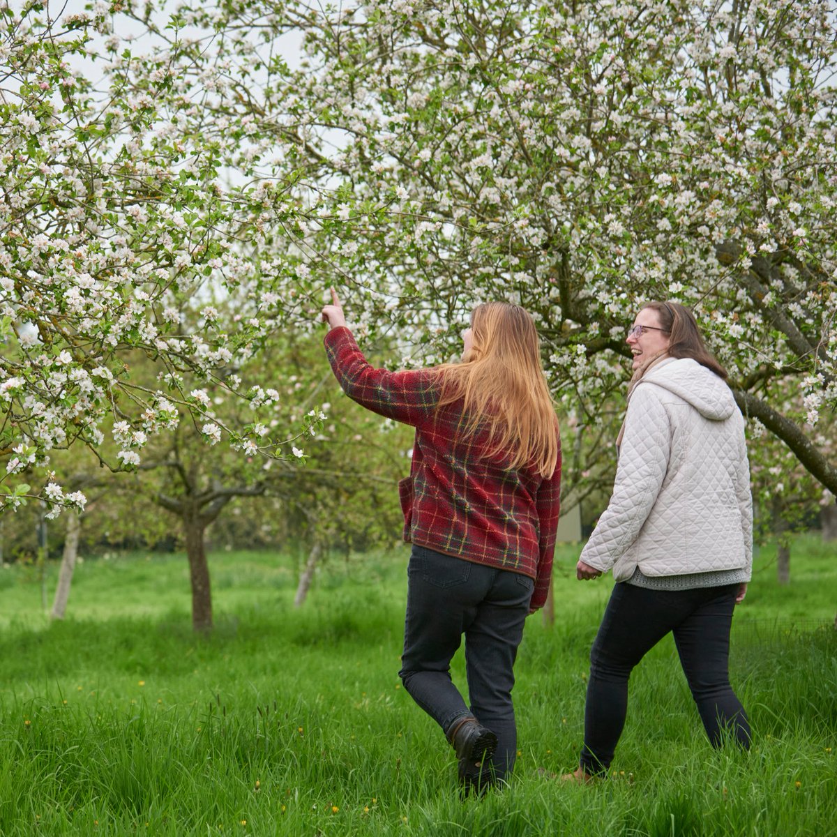 Join a #free #WalkAndTalk around the #orchard at Parke, with its array of old Devonian apple varieties. Led by a local expert from Orchard Link.

Sat 27 Apr, 10.30am-12.30pm
Free event, email parkeevents@nationaltust.org.uk to book
📷 © NTI/Trevor Ray Hart