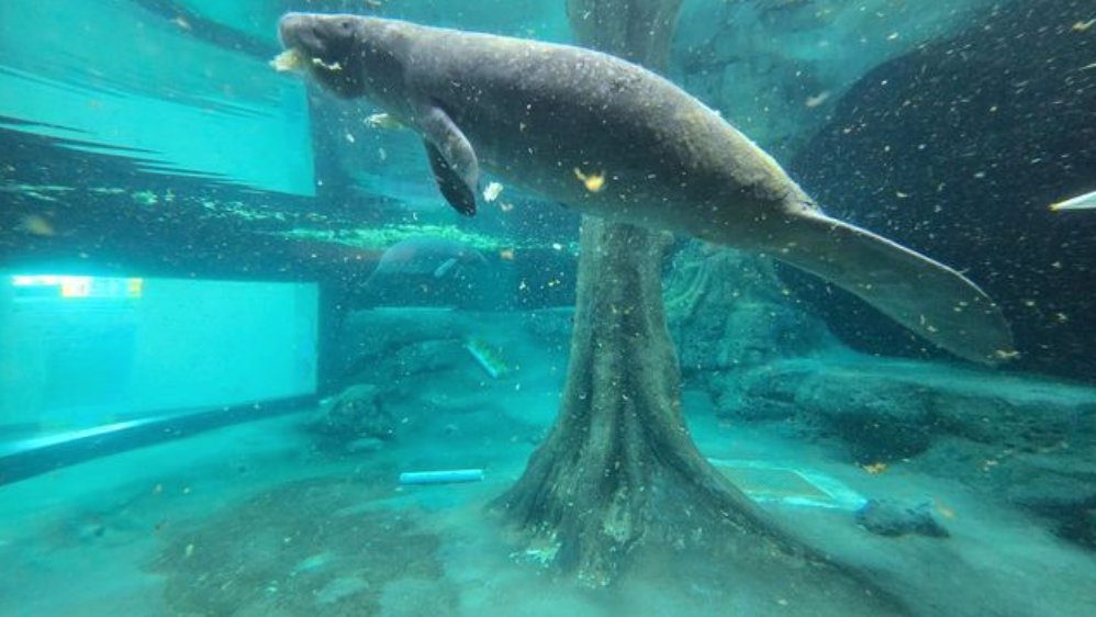 #DYK Manatees communicate with each other through a series of vocalizations, including squeaks, chirps, and whistles. These vocalizations help them stay connected and maintain social bonds. Have you heard them squeak at The Museum? #ManateeMonday