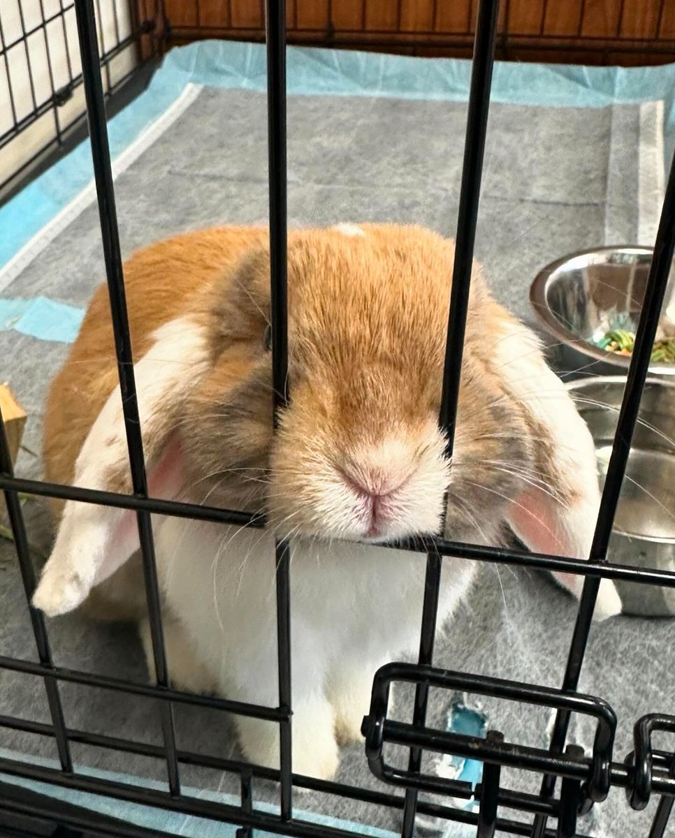 🐰 Meet Copito from @JCBDoralThunder's Academy of Vet Sciences! Our students at the academy are dedicated to nurturing and caring for furry friends like Copito, learning essential skills in animal health, behavior, and welfare. 🐾 #YourBestChoiceMDCPS #BeFutureReady