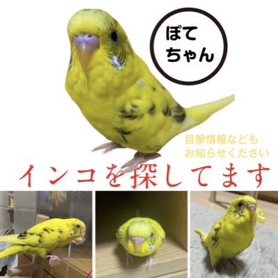 mnt_e1111's tweet photo. #大府市　#愛知県 #インコ　#迷子鳥　#迷子　#セキセイインコ https://t.co/1KphJTyFYD