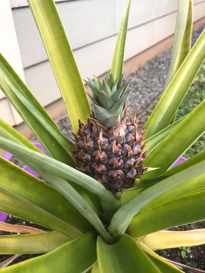 One time, when we lived in Hawai’i, I planted a pineapple crown not expecting it to actually grow because this was before I really knew anything about gardening and one day, I walked outside and saw this baby growing effortlessly. 😍