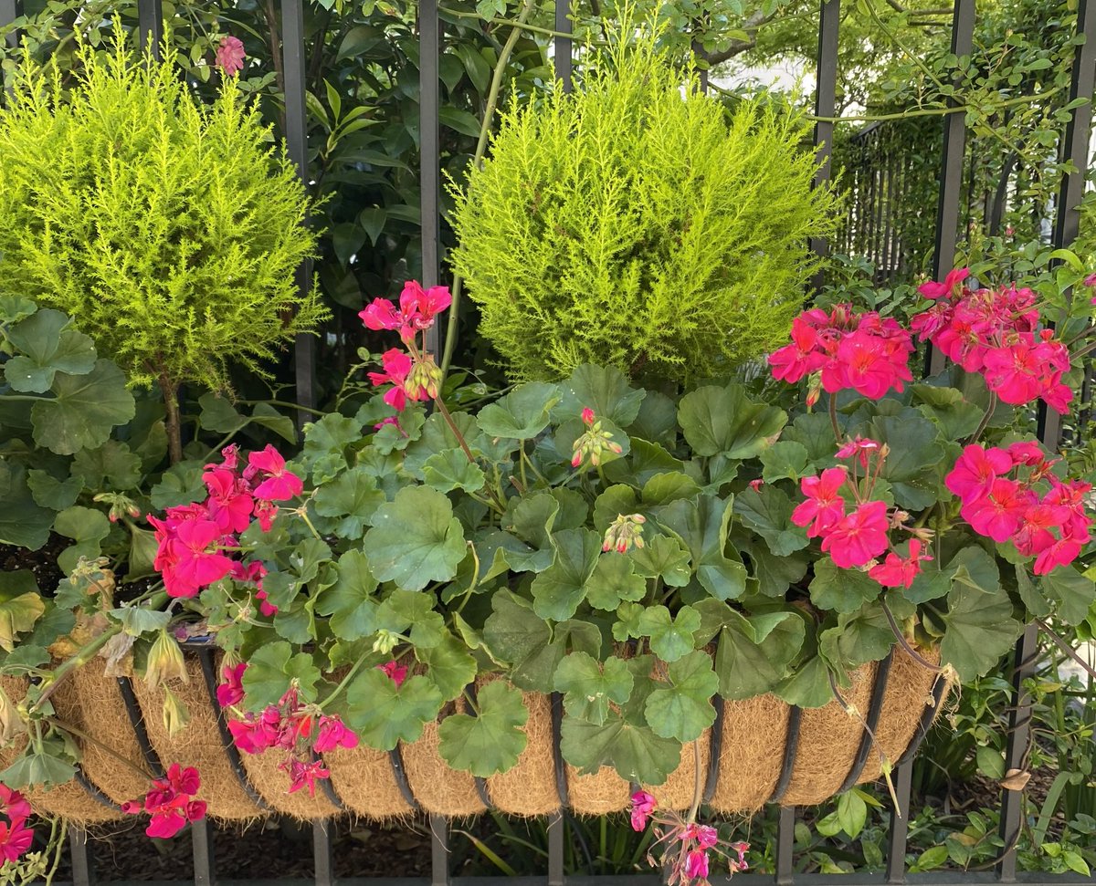 Do you have window box envy when you see this, too? Saw it mounted on a wrought iron fence. Wowza! #Flowers #GardeningX #MasterGardener