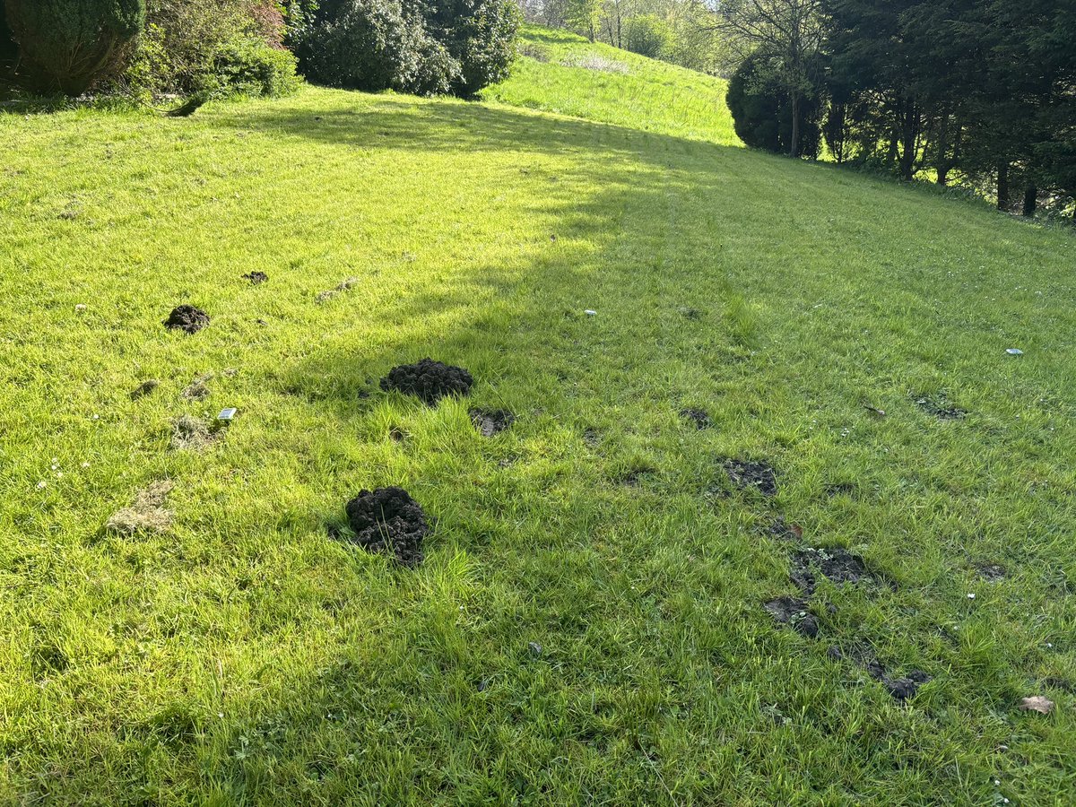 New job on in #preston today. Garden is backed onto a field so thats where this mole has come from. Traps are now down ill be back to check. #lancashire #northwest #molecatcher #moles #pestcontrol #garden #lawncare