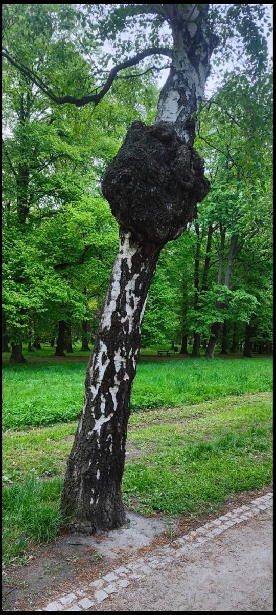 The largest specimen of chaga - a fungus from the #Hymenochaetaceae family in #Wrocław, which parasits trees🌳

#Poland #LowerSilesia #fungus #trees