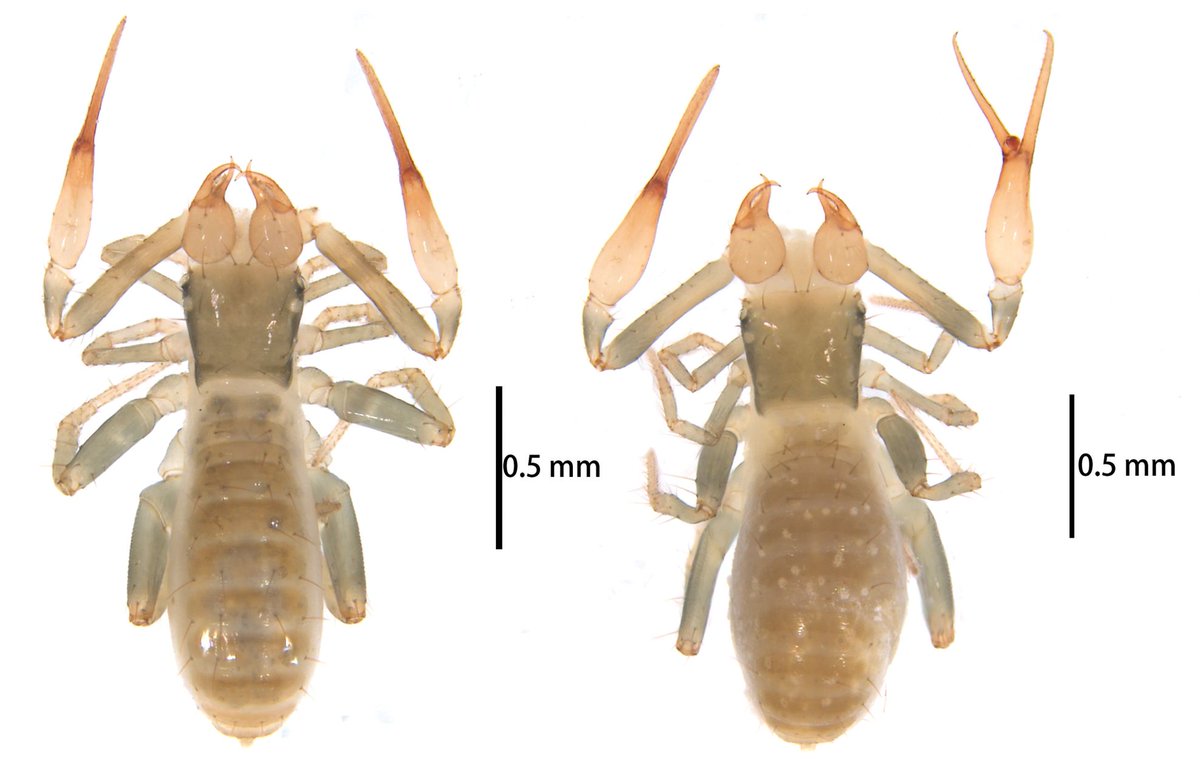 Five new species of the pseudoscorpion genus Lagynochthonius are described. Find out more about them here: doi.org/10.3897/zookey… #newspecies #pseudoscorpion #taxonomy