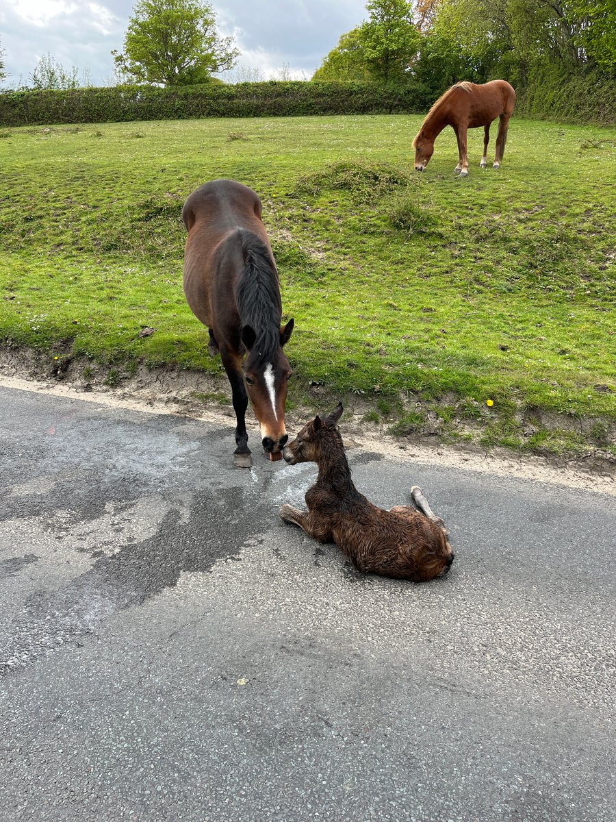 Summer is on its way! One of the first foals born this year in the New Forest. Mum decided that the middle of a busy road would be the best place to give birth causing traffic chaos. Mum and foal were safely moved to a nearby field and are both doing well #21510 @HantsRural