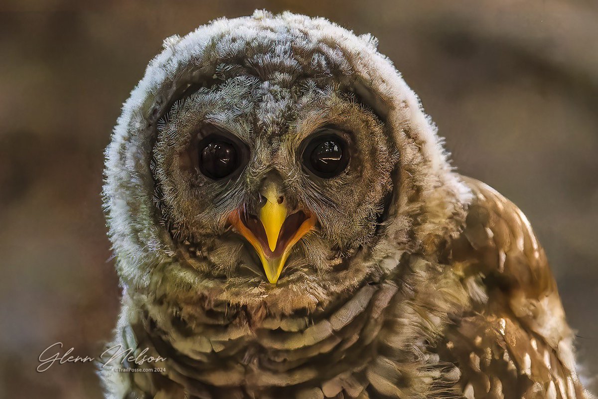 It's #WildlifeWednesday, young peeps, and you might be able to see your future.

🦉: Barred Owlet

#NikonNoFilter #diversifyoutdoors #outdoorsforall #outdoorsforeveryone

📷: #NikonZ8, Nikkor Z 500mm f/4e, hand held
500mm | 1/400 | f/4