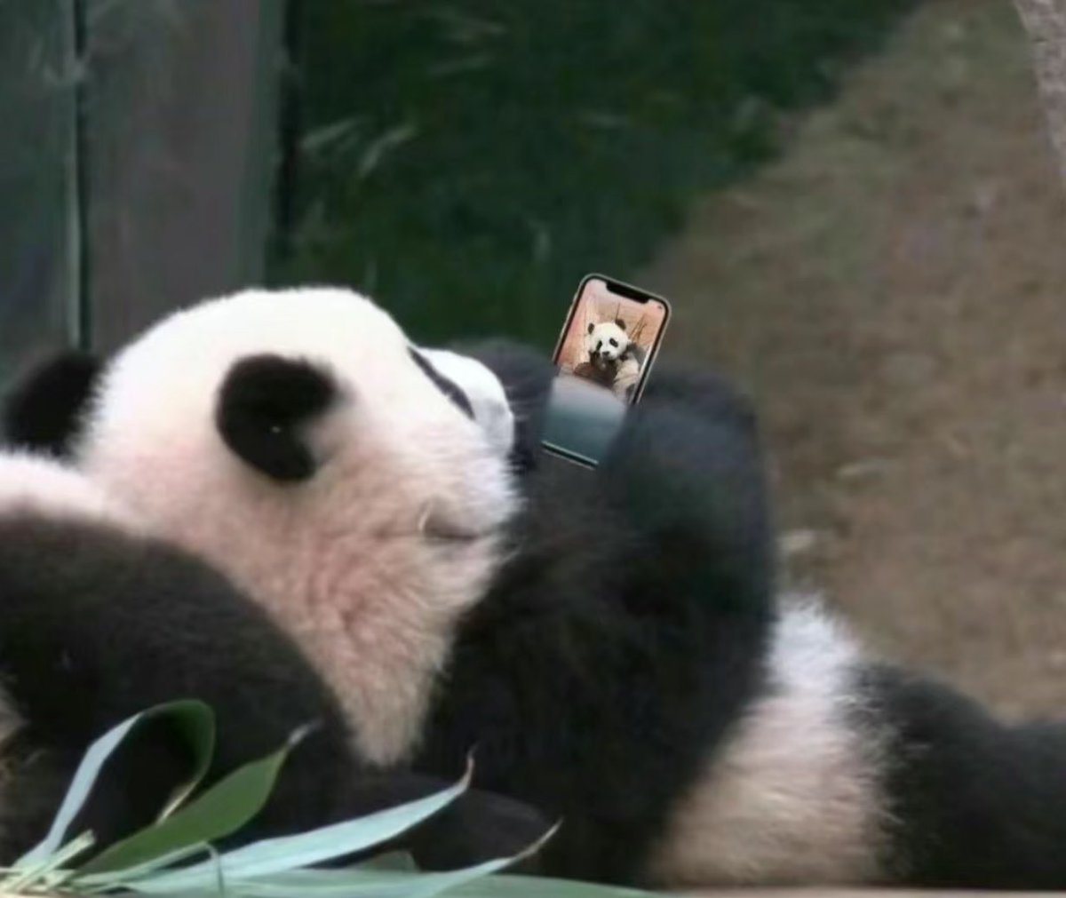 ดูแต่แพนด้าระวังจะกลายร่าง โปรดเช็คตุวเอง
