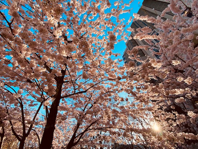 Loving #CherryBlossom season, Toronto? 🍒💮🌸 There are many places to take in the beauty of the blooms. Find them at toronto.ca/CherryBlossoms If you plan to go to #HighPark, it’s closed to vehicular traffic during peak bloom, so walk, bike, or take @TTChelps