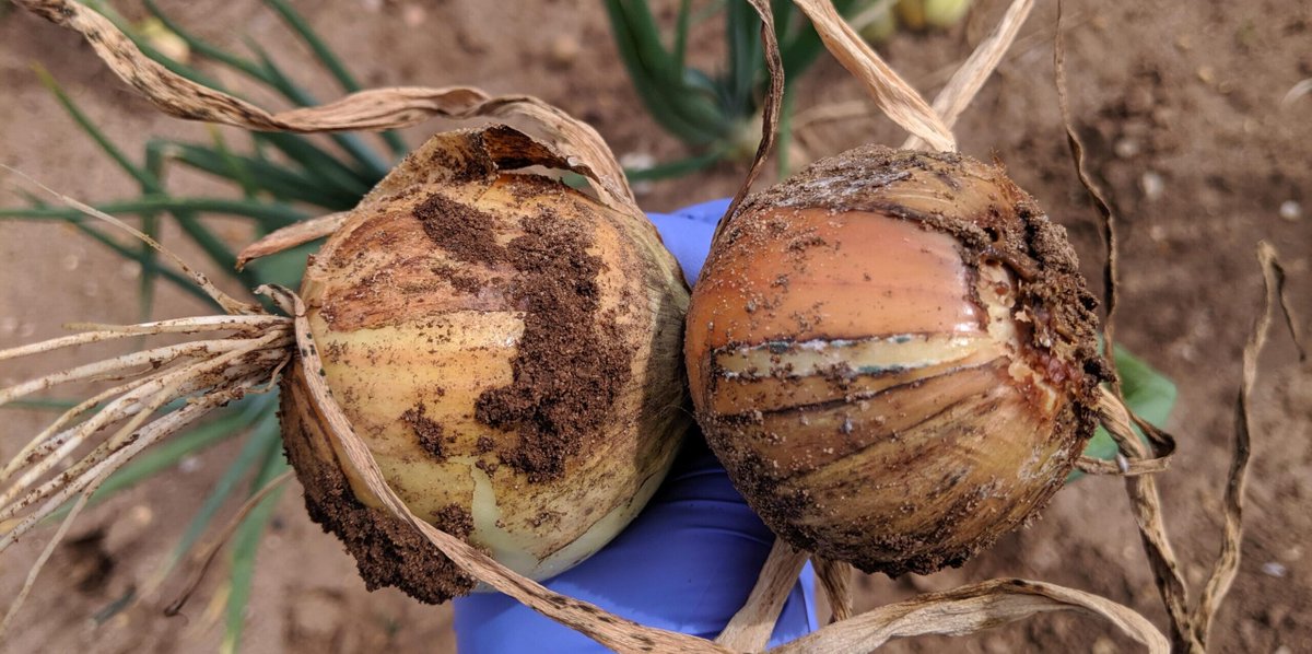 Fusarium Basal Rot (FBR) represents a significant threat to the UK onion industry, with losses reaching 40% & costing the industry over £10M per year🧅 A research project has been launched to combat the devastating pre & post-harvest losses caused by FBR ow.ly/yClK50Rn50r