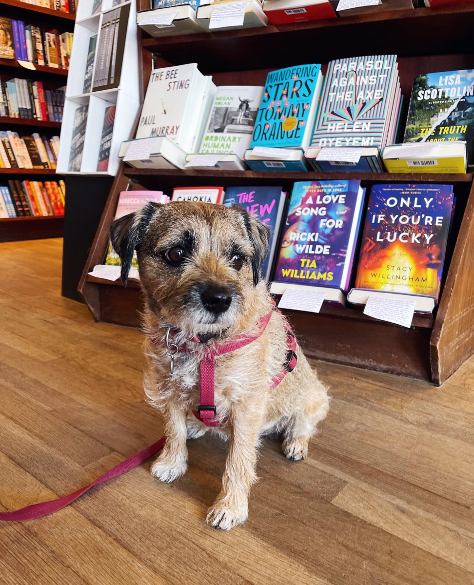 Frankie is employing the tactic of 'If I sit here and look cute for long enough, surely someone will buy me a book' Good news: Everyone wants to buy Frankie a book. Bad news: Our booksellers haven't gotten this to work for them yet. Maybe next #WoofWednesday it will! 🐕