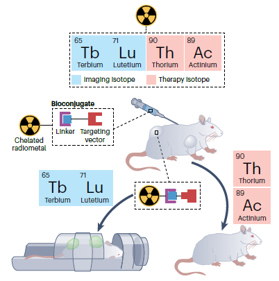 Nature Reviews Chemistry (@natrevchem) on Twitter photo Harnessing the power of f-block elements in radiopharmaceuticals
nature.com/articles/s4157…
A look back on 2023 from our Heavy-element chemistry journal club, Alex Rigby & Trevor Arino highlight their top f-block element research picks from last year.
<a href="/BerkeleyLab/">Berkeley Lab</a> <a href="/UCBerkeley/">UC Berkeley</a> Harnessing the power of f-block elements in radiopharmaceuticals
nature.com/articles/s4157…
A look back on 2023 from our Heavy-element chemistry journal club, Alex Rigby & Trevor Arino highlight their top f-block element research picks from last year.
<a href="/BerkeleyLab/">Berkeley Lab</a> <a href="/UCBerkeley/">UC Berkeley</a>