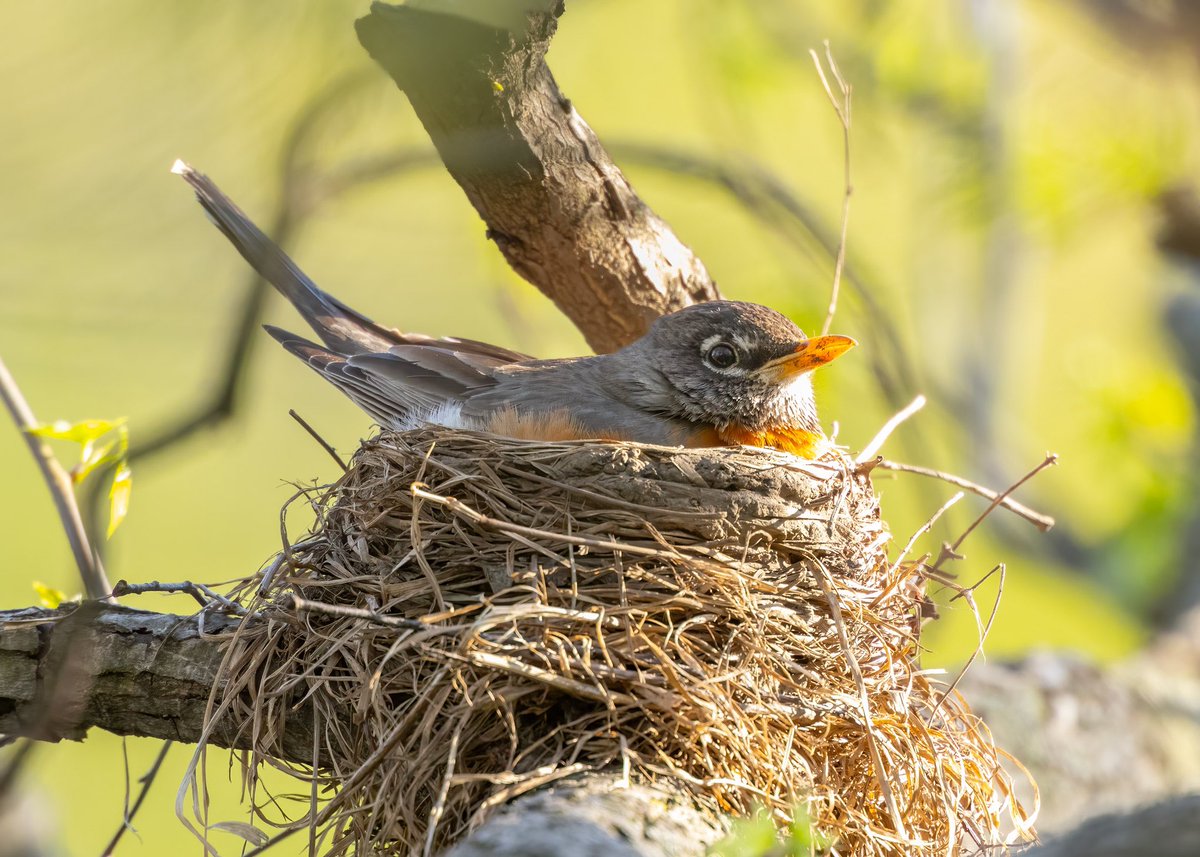 Robin’s nest in Central Park. Quite impressive craftsmanship don’t you think? #birdcpp #urbanbirds #NaturePhotography #nature #BirdsOfTwitter #TwitterNaturePhotography #wildlife #BirdsSeenIn2024