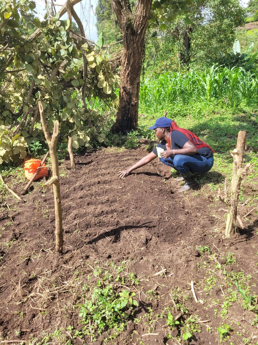 Setting up my nursery bed the Kienyeji way😊. I am doing this mainly to get  healthy plants that will thrive in my kitchen garden.
#GrowYourOwnFood 
#MamaMboga
#WomenInAg