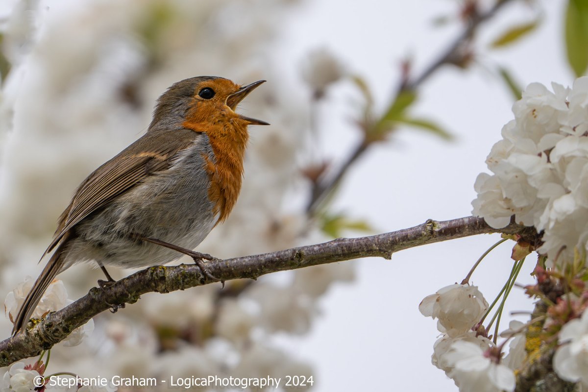 Today’s #DailyRobin - singing loudly in blossom #TwitterNatureCommunity #TwitterNaturePhotography