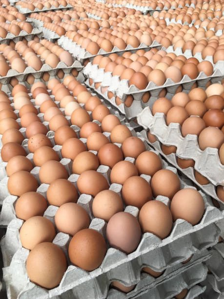 Do you plan to join poultry farming if you get the opportunity? Like, retweet, and leave a comment; let's see how many of us are interested. We will soon provide guidance on how to run a successful layer's farm.