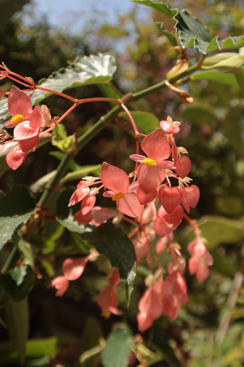 Begonia 😁 

#Photography #Flowers