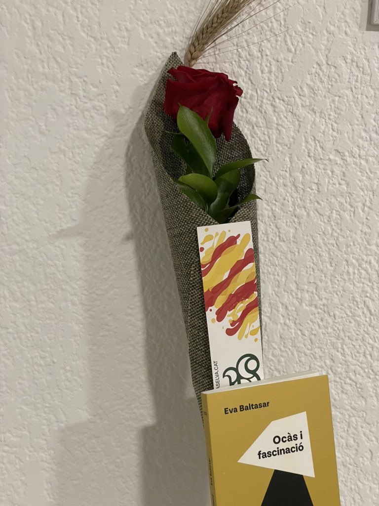 q maco és st. jordi🌹