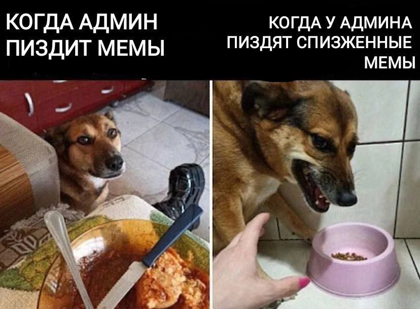 Этот жизненный мем я тоже украл