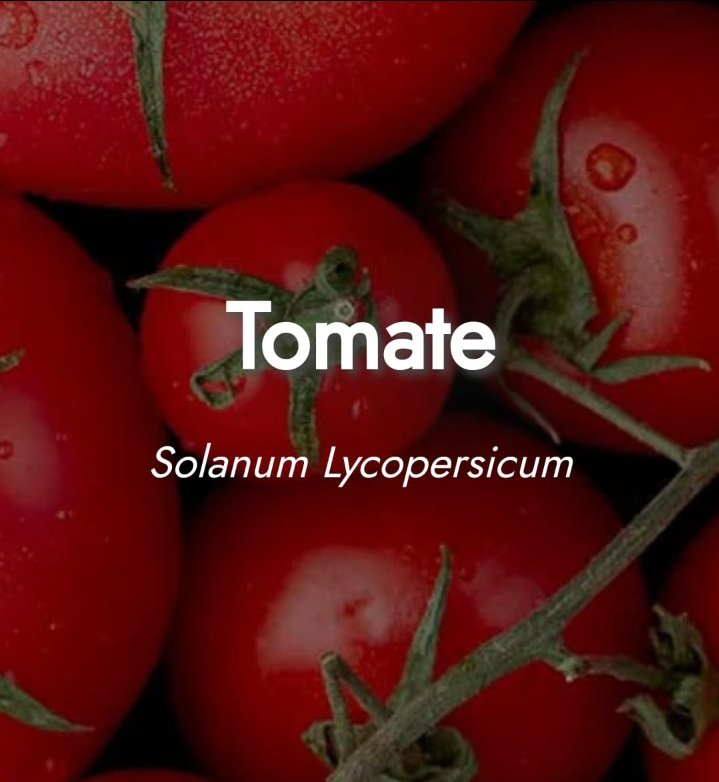 'Did you know that tomatoes are not only delicious but also packed with nutrients? They're a great source of vitamin C, potassium, and fiber. 🍅❤️ #TomatoLove #HealthyEating'