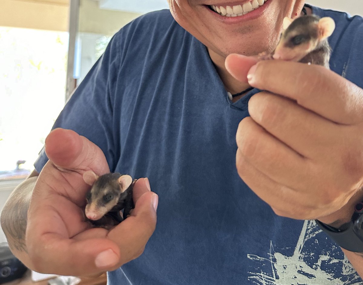 Balam_Dzonot's tweet photo. Su mamá fue arrollada en la carretera y ahora… a cuidarlos hasta que sean independientes 🥰 #ZarigüeyaBebé https://t.co/s7HLTdbRma