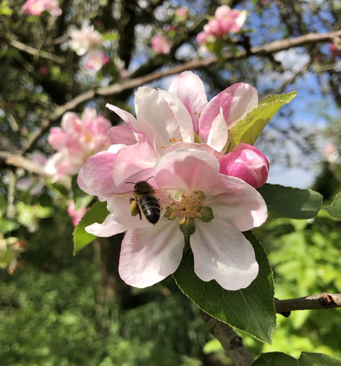 Apple blossom, bees and blue sky! So nice to have a spring day. #jonestherose #springtime #blossom #bees #rosegrower #cheshire