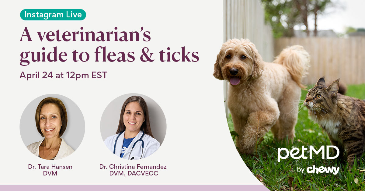 Tune into our Instagram Live today at 12pm EST for a veterinarian’s guide to fleas & ticks, hosted by Chewy veterinarians, Dr. Christina Fernandez and Dr. Tara Hansen. Join on PetMD Instagram: ms.spr.ly/6013YyEKd