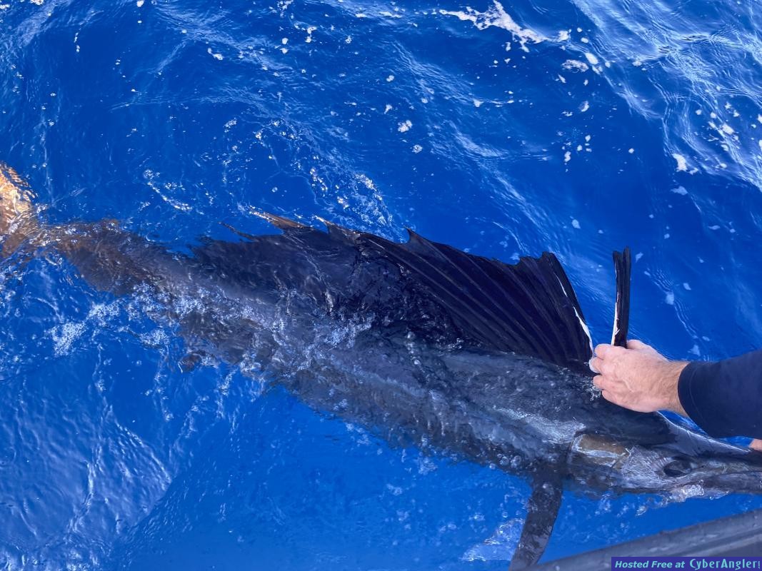 CyberAngler's tweet image. #Fishing #FishingReport #KeyWest #Florida Capt. Eric Evans: One Word for Fishing in Key West – Action! cyberangler.com/fishing-report…