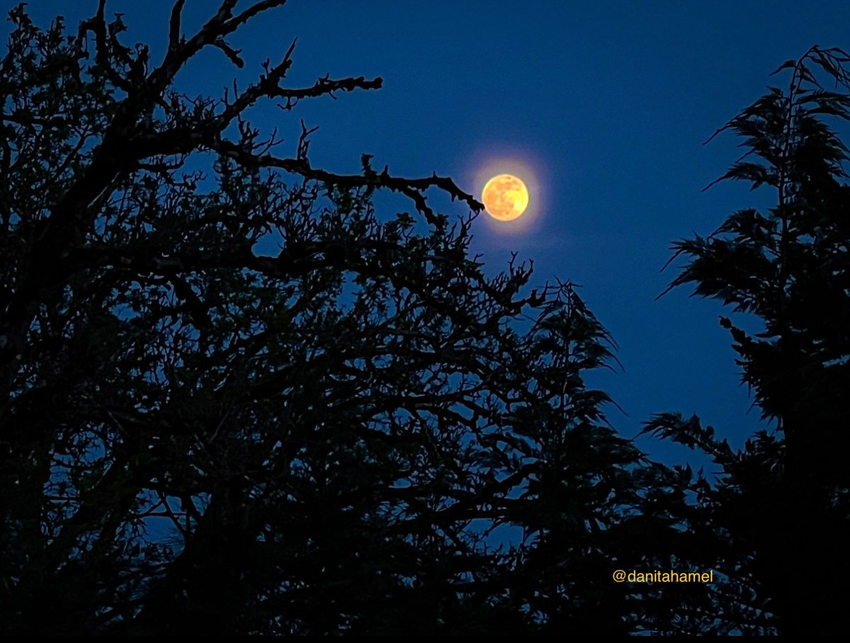 Good morning and Happy Hump Day all nature and photography lovers and enthusiasts!😁👋🏻 QP a moon photo. Here’s mine: Last night’s incredible lunar light show.🌕 #moon