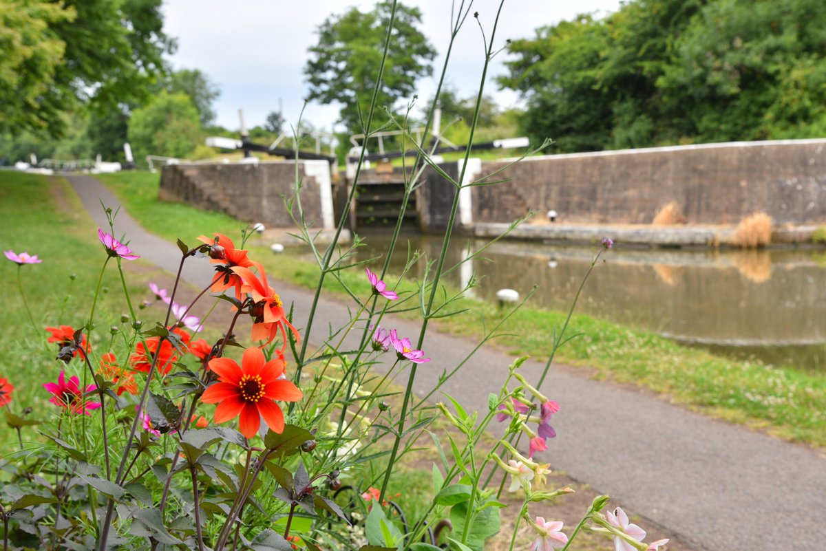 Our canals bring the essence of the countryside to urban areas, offering an opportunity to observe a variety of flowers in the heart of our towns and cities. 🌼 Find out what flowers you can spot at your local canal below👇 ow.ly/l4zq50RcZpR