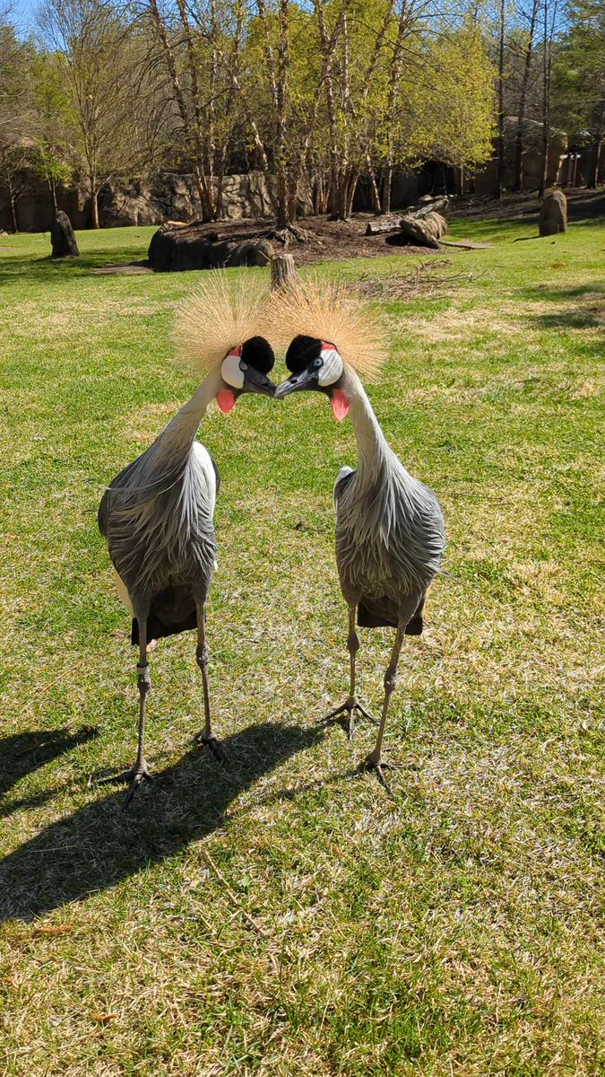 The golden crown of feathers atop the Grey crowned crane’s head is not the only thing that distinguishes it from other cranes. It has a shorter bill, which allows it to feed on a wide range of foods. They also perch & roost in trees, with the aid of a well-developed hind toe.