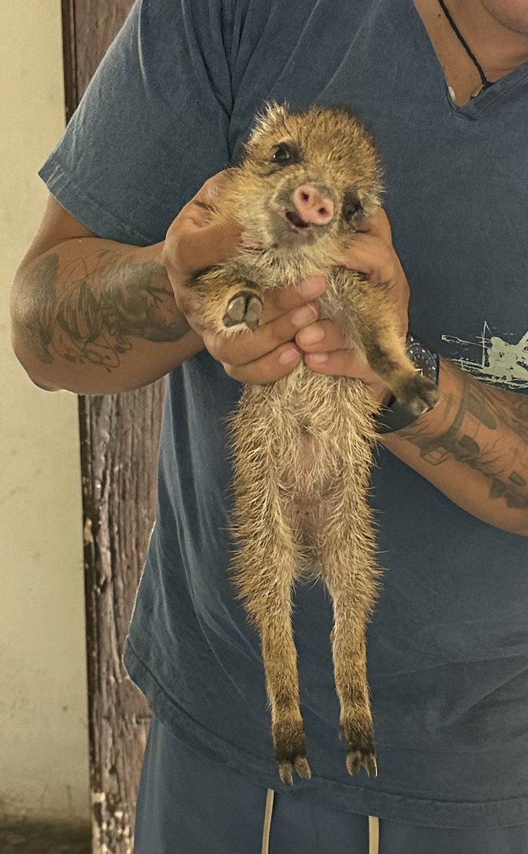 Balam_Dzonot's tweet photo. Se le perdió a su mamá y ahora nos encargamos de cuidarlo hasta que sea mayor 🐗 https://t.co/NxW7pNfRw9