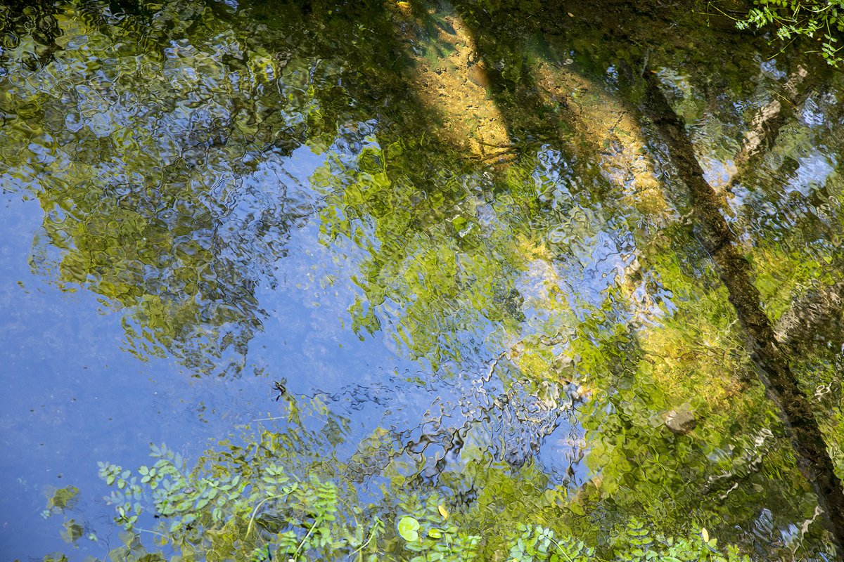 SiaWindig's tweet photo. Ik kwam Monet tegen in een #waterspiegeling in het #Waterloopbos. Plus 'n gedicht over lente en doorgaan wat wel past bij mijn medische toestand. Ik zal het hieronder toevoegen.
"Patient, plodding, a green skin growing over whatever winter did to us" #camer_a_pril @jolandabrwr https://t.co/W9y3rky7v8